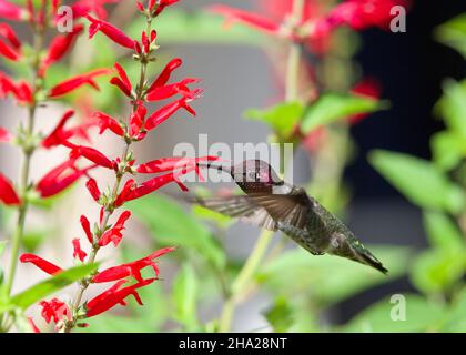 Anna's Hummingbird buvant le nectar à partir de fleurs de sauge d'ananas rouges vibrantes.La beauté dans la nature. Banque D'Images