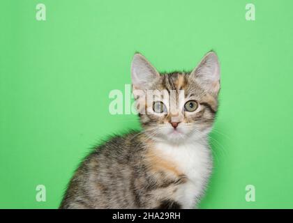 Portrait d'un chaton calico tricolore assis latéralement en regardant directement le spectateur.Arrière-plan vert. Banque D'Images