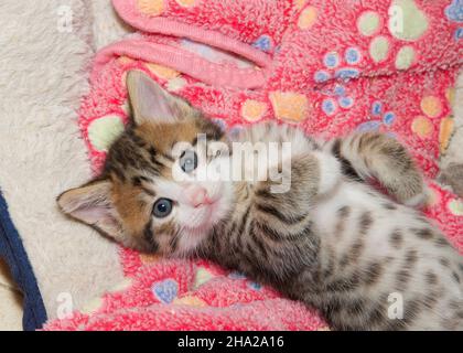 Vue de dessus, vue vers le bas sur un petit chaton, sur une couverture rose avec motif à patte, vue vers le haut du spectateur avec des pattes repliés sur le ventre. Banque D'Images