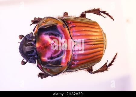 Dung scarabée de la tribu Phanaeini en vue rapprochée Phanaeus Oxysternon Banque D'Images