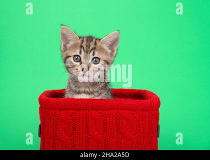 Portrait d'un adorable tabby bengale mélange chaton peeking d'un panier tricoté rouge sur un fond vert.Kitty regardant directement le spectateur avec curieux Banque D'Images