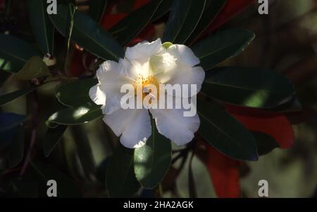 UNE ABEILLE RASSEMBLE LE NECTAR D'UNE FLEUR DE POLYSPORA AXILLARIS, UN ARBUSTE OU UN ARBRE D'EVERGREEN COMMUNÉMENT CONNU SOUS LE NOM DE 'PLANTE D'OEUF FRITE'. Banque D'Images