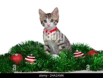 Gros plan d'un adorable chaton gris et blanc portant un col rouge avec une cloche assise sur une guirlande d'arbre verte avec des ornements rouges et blancs, isolé sur Banque D'Images