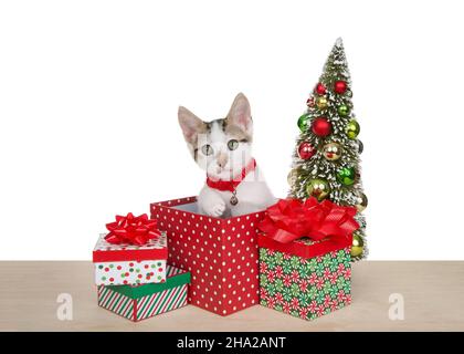 Adorable chaton de tabby blanc et brun piquant d'un cadeau de Noël, un paw atteignant, avec un petit arbre de Noël, des cadeaux et des arcs sur bois clair Banque D'Images