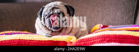 Portrait d'un chien drôle allongé paresseux sur une couverture colorée léchant son nez et ayant la détente à la maison activité de loisirs Banque D'Images