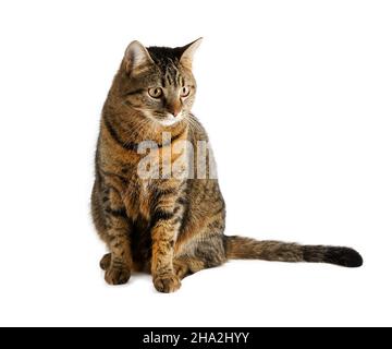 Portrait De Chat Simple Gros Plan Sur Fond Blanc Photo Stock Alamy