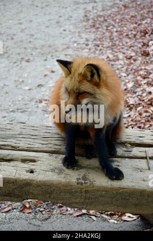 Photo de renard au village de renards au Japon Banque D'Images