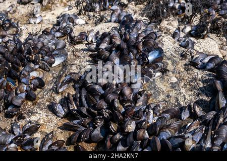 Moules sauvages sur des rochers à marée basse sur la plage de Longchamp à Saint-Lunaire (Bretagne, nord-ouest de la France) Banque D'Images