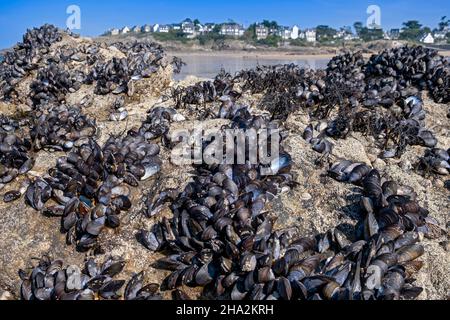 Moules sauvages sur des rochers à marée basse sur la plage de Longchamp à Saint-Lunaire (Bretagne, nord-ouest de la France) Banque D'Images