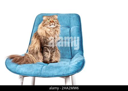 Sweet Longhair Highland Scottish Fold chat debout sur chaise en velours turquoise isolé sur fond blanc, espace de copie.Jeune Highland Fold femelle chat Banque D'Images