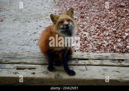 Photo de renard au village de renards au Japon Banque D'Images