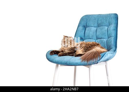 Joli curieux cheveu Highland Scottish Fold chat couché sur chaise en velours turquoise isolé sur fond blanc.Chat féminin drôle et charmant Highland Fold Banque D'Images