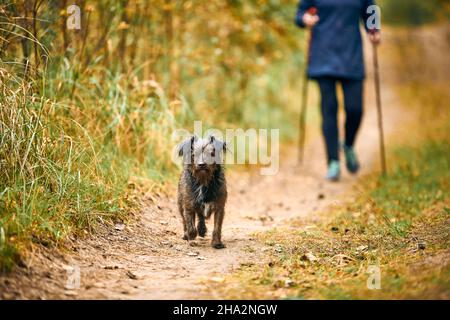 Femme en sport marchant petit chien shaggy et engagé dans la marche nordique.Marche mignon chiot brun fourrure en automne.Marche en plein air, activités sportives Banque D'Images