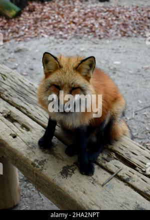 Photo de renard au village de renards au Japon Banque D'Images