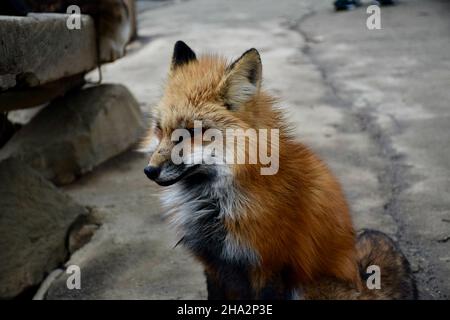 Photo de renard au village de renards au Japon Banque D'Images