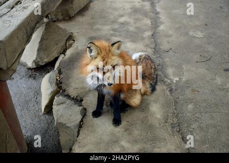 Photo de renard au village de renards au Japon Banque D'Images