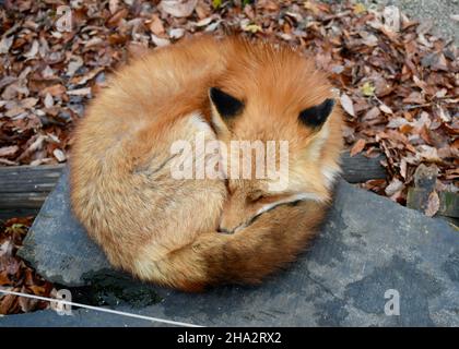 Photo de renard au village de renards au Japon Banque D'Images