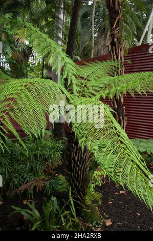 Sydney Australie, fougères tropicales lors d'une journée de fonte humide Banque D'Images