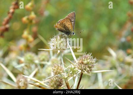 Le papillon bleu commun (Polyommatus icarus), assis sur eryngium campestre (connu sous le nom d'eryngo de champ) brindilles blanches sèches, herbe de gren Banque D'Images