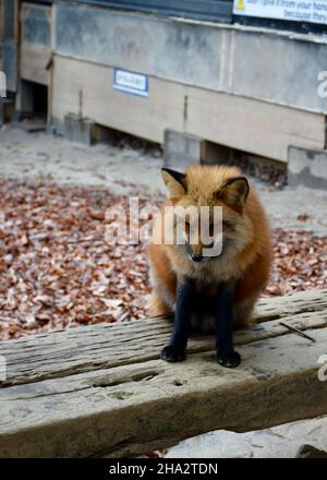 Photo de renard au village de renards au Japon Banque D'Images