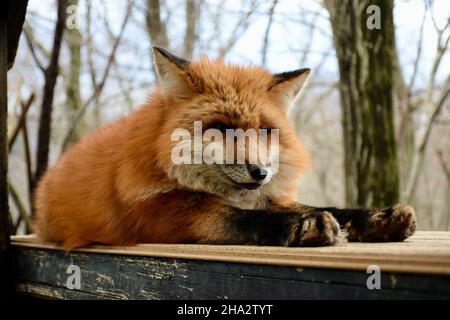 Photo de renard au village de renards au Japon Banque D'Images