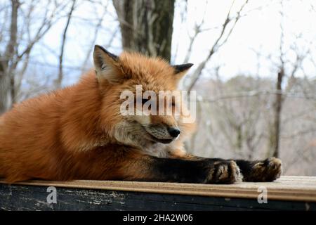 Photo de renard au village de renards au Japon Banque D'Images