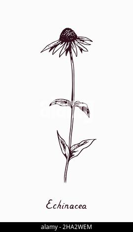 Fleur de coneflower pourpre de l'est (Echinacea purpurea) tige de fleur avec bourgeons et feuilles, dessin de coodle avec inscription, style vintage Banque D'Images