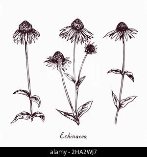 Fleur de conée pourpre de l'est (Echinacea purpurea) fleurs collection tiges avec bourgeon et feuilles, dessin de coodle avec inscription, style vintage Banque D'Images