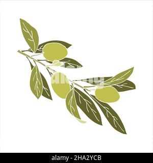 Branche verte d'olives avec fruits et feuilles griffés à la main, sans contour.Arrière-plan blanc isolé.Illustration vectorielle Illustration de Vecteur