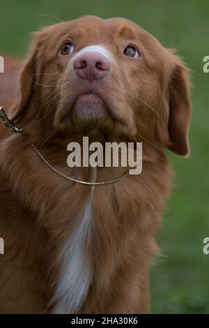 Le retrieur de canard de la Nouvelle-Écosse se tourne vers le maître-chien Banque D'Images