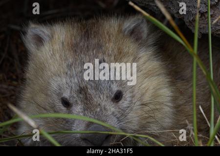 Gros plan d'un bébé Wombat en Nouvelle-Zélande, sur l'île Maria Banque D'Images