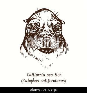 Vue frontale du lion de mer de Californie (Zalophus californianus).Dessin de l'encreur Banque D'Images