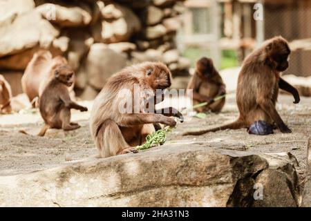un groupe de singes s'assoient sur un rocher et mangent des légumes dans leur habitat naturel. Animaux sauvages. Banque D'Images