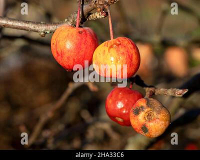 Pommes de crabe rouge et jaune sur un arbre en hiver Banque D'Images