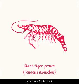 Vue latérale de la crevette géante de tigre (Penaeus monodon). Dessin d'une boisée noire et blanche avec inscription. Banque D'Images