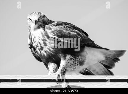 AIRDRIE, CANADA - 17 novembre 2021 : gros plan en échelle de gris d'un bel oiseau à la mode aux pattes rugueuses Banque D'Images