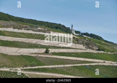 Vignobles avec vue sur le Niederwald-Monument à Rüdesheim / Rhin Banque D'Images