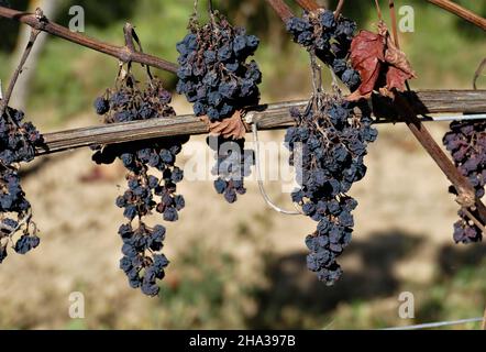 Séchée de raisins bleus sur la vigne Banque D'Images