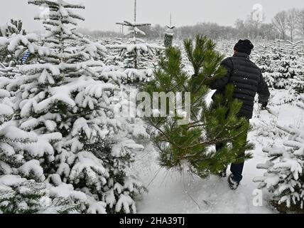 Manschnow, Allemagne.10th décembre 2021.Un homme porte un pin noir qu'il s'est abattu à travers la plantation d'arbres de Noël enneigés de la famille Griebel.Des milliers d'arbres de Noël poussent ici dans les variétés de sapin Nordmann, d'épinette bleue, d'épinette rouge et de pin noir.Les visiteurs peuvent choisir et couper leur propre arbre préféré.Credit: Patrick Pleul/dpa-Zentralbild/ZB/dpa/Alay Live News Banque D'Images