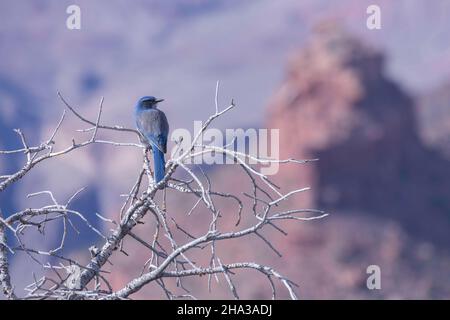 Pinyon Jay (Gymnorhinus cyanocephalus) dans le Grand Canyon Banque D'Images