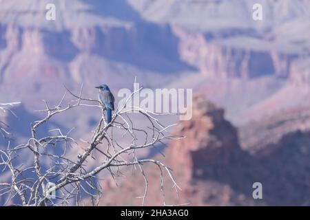 Pinyon Jay (Gymnorhinus cyanocephalus) dans le Grand Canyon Banque D'Images