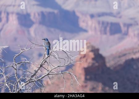 Grand Canyon, Arizona, Banque D'Images