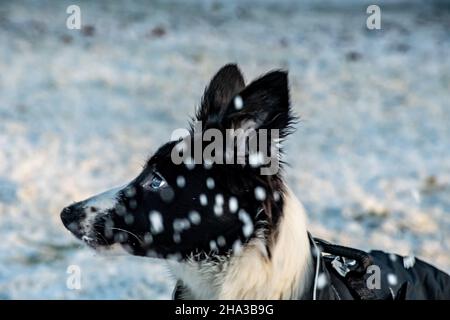 Une vue latérale de jeune collie bord chiot en plein air avec la neige tombe devant son visage Banque D'Images