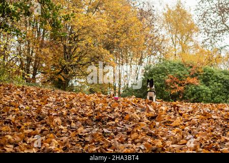 Un jeune chiot border collie chasse une boule brillante à travers les feuilles pendant l'automne Banque D'Images