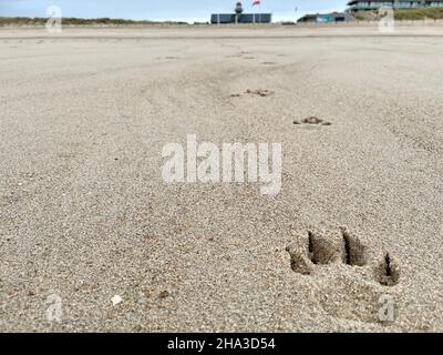 empreinte d'un chien sur la plage Banque D'Images
