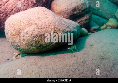Écrevisse du nord de Clearwater, Orconectes propinquus dans le lac supérieur Banque D'Images