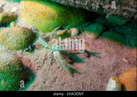 Écrevisse du nord de Clearwater, Orconectes propinquus dans le lac supérieur Banque D'Images