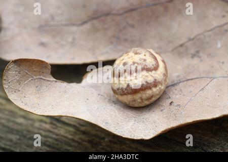 Cynips longientre, moraillon rayé Pea Gall, galettes sur les feuilles de chêne Banque D'Images