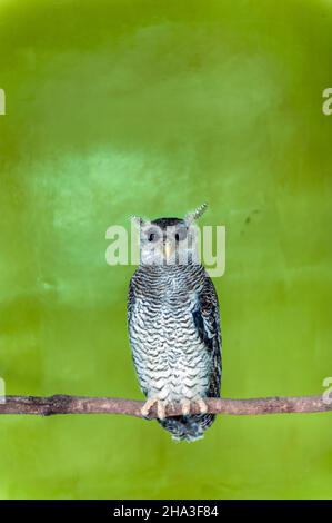 Hibou d'aigles barré debout sur une branche. Banque D'Images