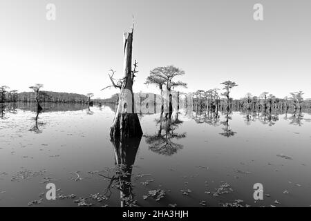 Vue sur le lac de Caddo Banque D'Images